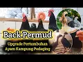 Download Lagu BLACK PERMUD - BP3 // Ayam Kampungnya Peternak Muda 🔴