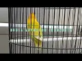 Download Lagu Masteran Lovebird Betina Fighter||Durasi Mendekati CANDI PUTRI, Bagus Untuk Menambah Durasi Lovebird