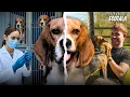 Download Lagu She rescues hundreds of dogs from laboratories and gives them freedom