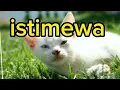 Download Lagu Istimewa by triad dengan lirik