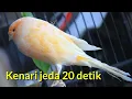 Download Lagu 🔴 Kenari jeda 20 detik Masteran murai batu