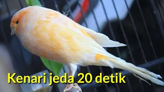  kenari jeda 20 detik masteran murai batu