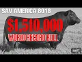 1 51 MILLION BULL WORLD RECORD BREAKING BLACK ANGUS SOLD AT AUCTION SCHAFF VALLEY ANGUS