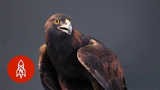 Strong Swift Sharp The Powerful Golden Eagle