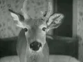 Laura Veirs - "I Can See Your Tracks"