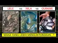 Download Lagu LELE vs NILA vs GURAME – Mana yang Paling Menguntungkan untuk Dibudidayakan?