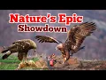 The Eternal Struggle Predator vs Prey Adaptations Revealed