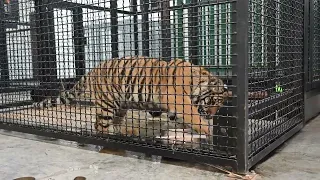 Eye of the Tiger - Fred