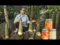 Download Lagu Harvesting Giant Bamboo Shoots - Processing \u0026 Making Chili Bamboo Shoots - Long Term Preservation