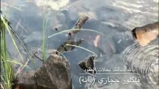 يالله سألتك بحلات العقود هلال تسجيل HQ 