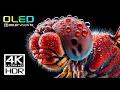 Download Lagu BEST HDR 4K 60fps Video - Dolby Vision (8K / 4K TV)