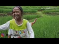 Download Lagu NEMBANG NING SAWAH  / cover lagu jawa
