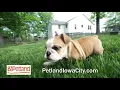 Petland Iowa City Store Tour Values Breeders 30s