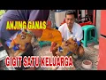 Download Lagu ANJING GANAS GIGIT SATU KELUARGA ‼️ MENJADI AGRESIF SETELAH DITITIP DI PETSHOP