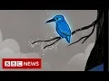 How a kingfisher helped reshape Japan s bullet train - BBC News