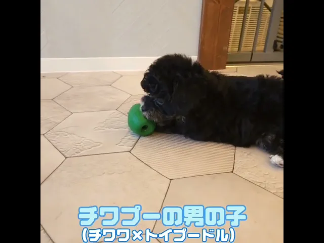 動画