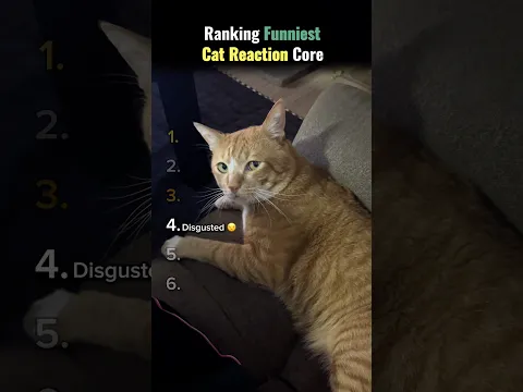 Ranking Funniest Cat Reactions..😾