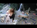 Download Lagu Catching stream fish with forest leaves, nutritious stream fish dish for your beloved daughter