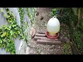 Download Lagu ternak burung puyuh petelur umbaran ukuran 1 x 6 meter - aviary mini 58