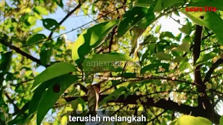 Download Story Whatsapp 30 detik sad boy Meraih mimpi MP3