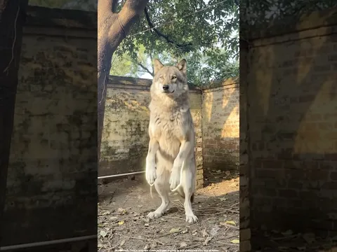 दुर्गा माँ और काली लड़की || माता रानी और भक्त ||सास के साथ ये क्या हुआ 😱
