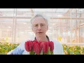 Download Lagu Meet the Dutch indestructible flower: the #FloresTouristia