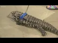 Family Pet Expo in Boise brings out cats dogs and giant reptiles
