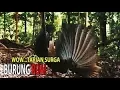 BURUNG RUAI MENARI - KALIMANTAN