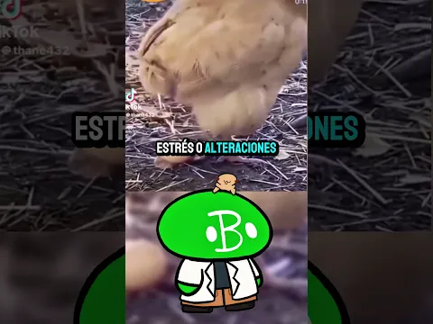 🥚 Por Qué Las gallinas ponen huevos Blandos? 🤔 | Biología Desde Cero