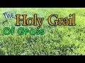Fescue That SPREADS - But Is RTF Worth It