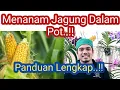 Download Lagu Panduan Lengkap Cara Menanam Jagung di Pot (Polybag) Agar Cepat Berbuah, Cara Menanam Jagung Manis.!