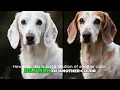 RARE Dachshund Colors Genetics Behind Stunning Coats