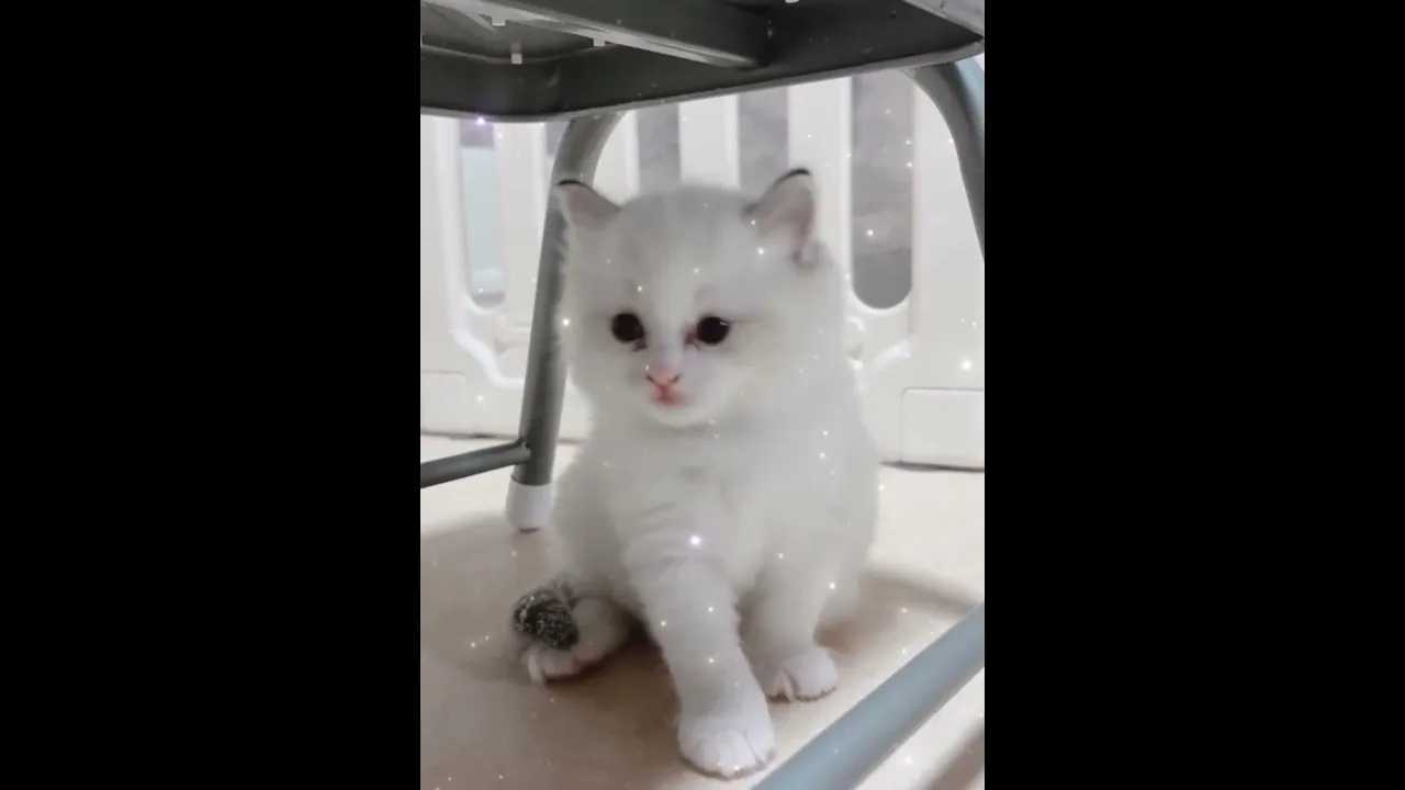 動画