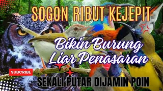 suara pikat sogon kombinasi burung kecil ribut terancam paling ampuh 