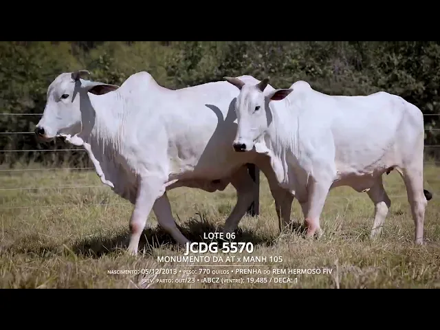 3 Vacas Nelore P.O.