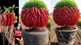 4 types:of methods showing how to grow chili plants to produce more fruit | Growing Chili