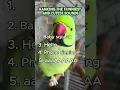 Download Lagu 5 Suara Burung Paling Lucu dan Menggemaskan!