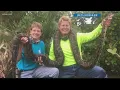 500th Burmese python captured by Python Action Team in the Florida Everglades