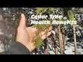 Healing Properties of Cedar