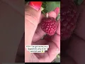 Download Lagu That thang is juicy #gardening