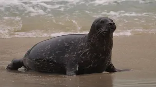Seals Being Cute for Over 10 Minutes