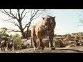 Download Lagu Le Livre de la Jungle | Extrait VF: La Loi de la Jungle | Disney BE