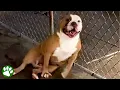 Shelter dogs reactions to being adopted