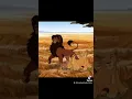 Kovu X Kiara edit From a young cub to where they are to day