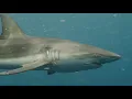 Man attacked by shark off popular Florida beach