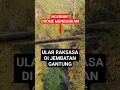Download Lagu Penemuan ular besar di atas jembatan gantung #shorts #ularbesar