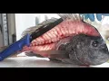 the EASIEST way to clean sheepshead