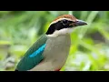 Download Lagu Suara Burung Paok Bidadari (Fairy Pitta)