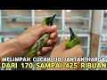 Download Lagu STOCK MELIMPAH DI AGEN  CUCAK IJO HARGA DARI 170 SAMPAI 425 RIBUAN DI PASAR BURUNG PRAMUKA 
