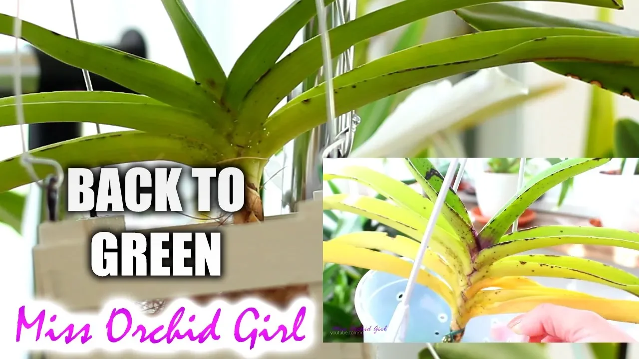 FIXING YELLOW LEAVES ON ORCHIDS THE CASE OF MY SICK VANDA, NOW HEALTHY!